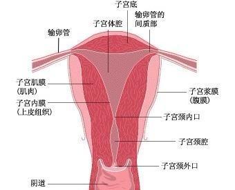 宫颈性不孕图片
